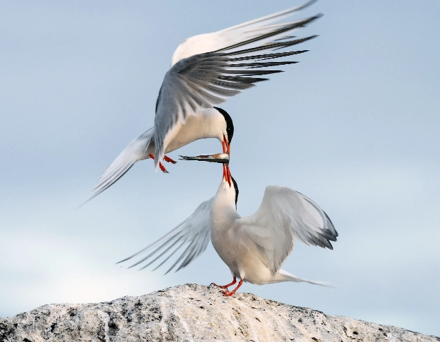 Two terns on a rock, one passing a fish to the other