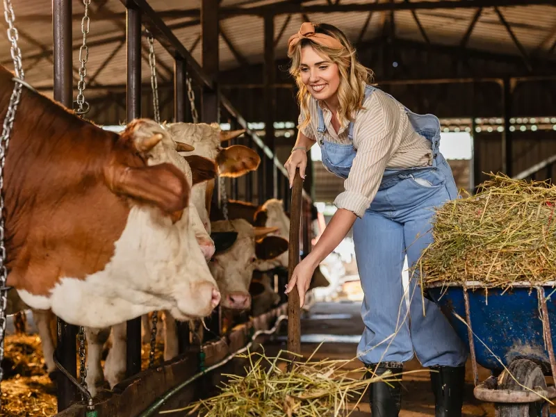 A woman feeding cattle in a barn on a bright morning