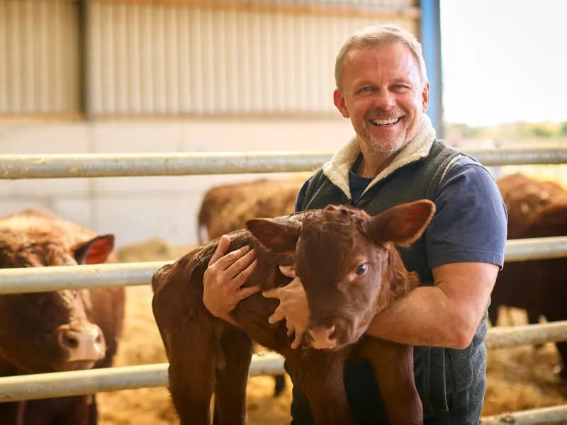 A farmer in a cattle shed holding a calf, smiling at the camera
