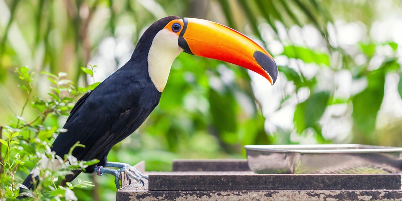 Central America expat dating guide