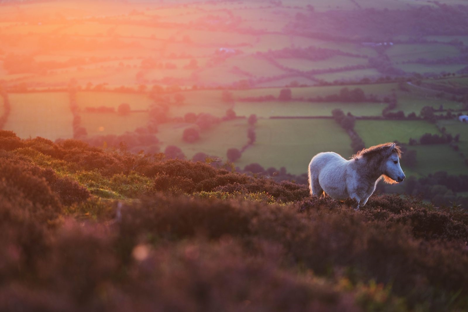 A grey pony standing in purple heather on a moor above a patchwork of fields at sunset