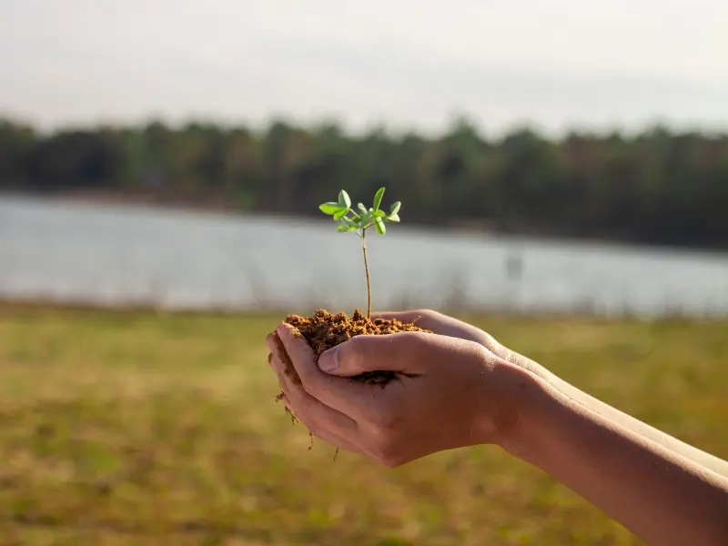 A pair of hands holding a seedling ready to plant